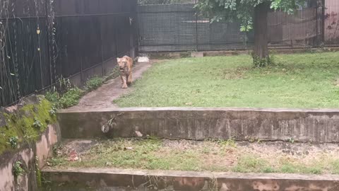 🐯Tiger in zoo park