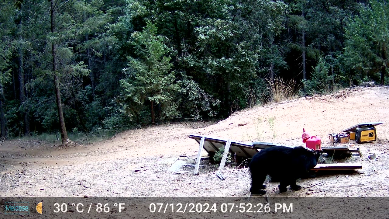 Small Black Bear Daytime Video