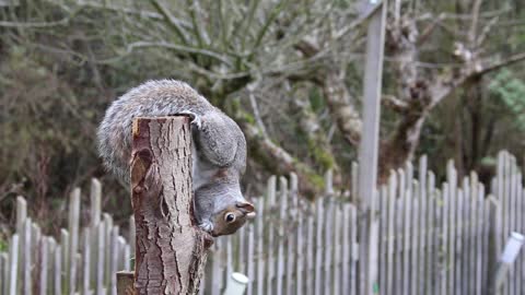 Squirrel Eat merrily