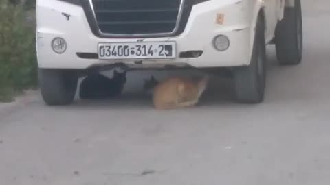 Cats enjoy the scenery from beneath the pleasant