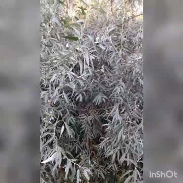 beauty under the nose, one must consider