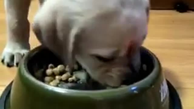 cute dog eating and watch try not to laugh