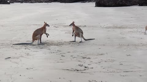 Wallaby Kangaroo Fight on the beach of Cape Hillsborough For Female