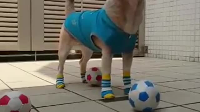 Funny Animals | Funny Pet