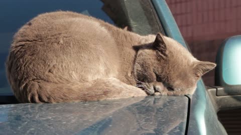 Funny Cat Compilation #15