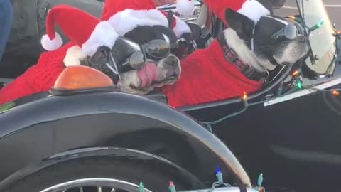 Santa's Little K9 Helpers