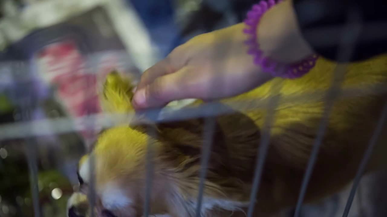 Chihuahuas behind the fence. Close up of group of dogs playful with hands caressing