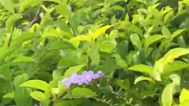 Scattered purple flowers