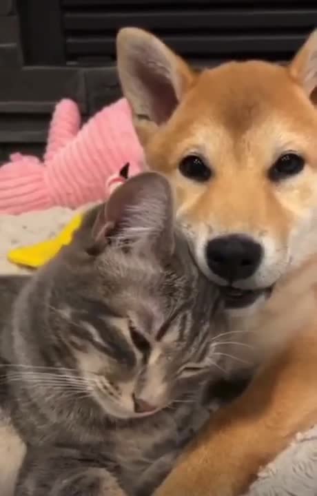 CACHORROS E GATOS ENGRAÇADOS E FOFOS / FUNNY Funniest Animals #shorts