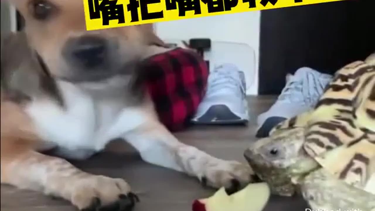 Dog teaching a turtle how to eat an apple – talk about impatience!