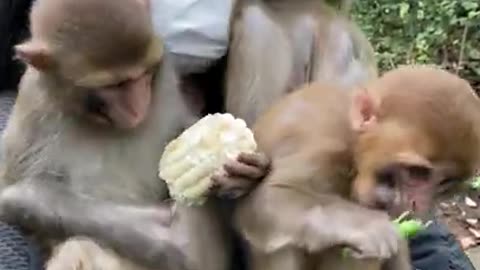 Funny Love monkey