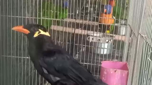 Two black birds are resting