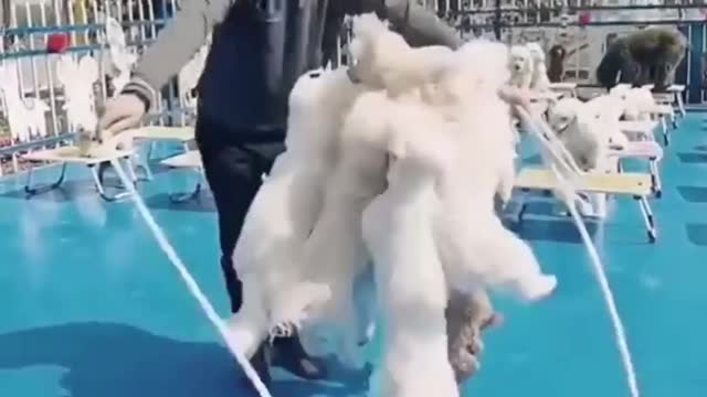 Jump jump jump fluffy buddies