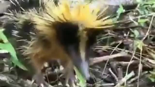 Tenrec com listras