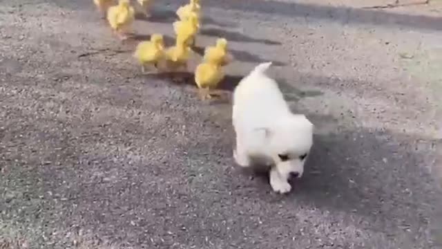 Follow The Leader Cutest Animals