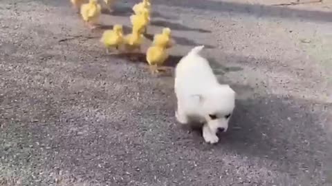 Follow The Leader Cutest Animals