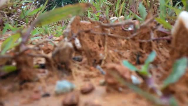 I Captured A Low Angle Video For You