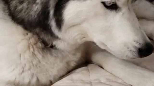 Our Siberian Husky, Heathcliff, says Good Morning with a good Howl.