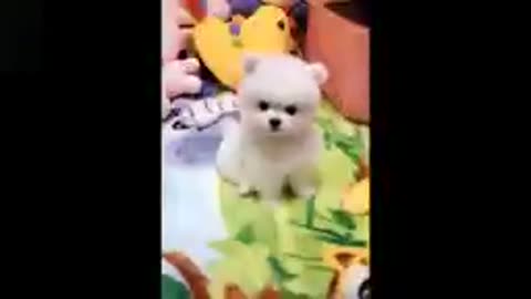 Cute Pets And Funny Animals Compilation 2021-@,.;