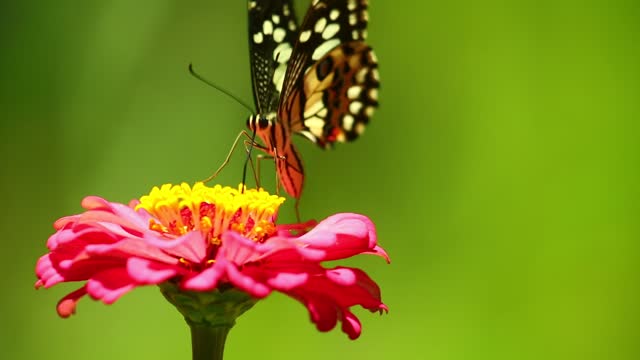 beautiful butterfly