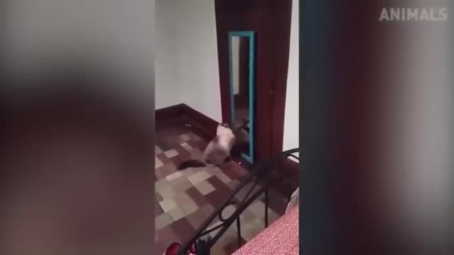 Cat fun accident