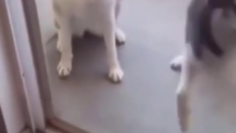 Funny and cute dogs ♥️