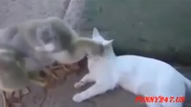 Funny cat enjoying