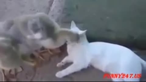 Funny cat enjoying