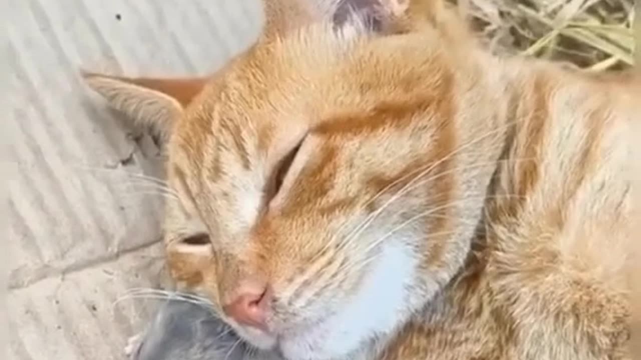 The cat fell asleep on the mouse, friendship of cat and mouse,Cats,interesting videos،،funny