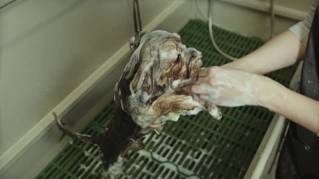 Person bathing a dog