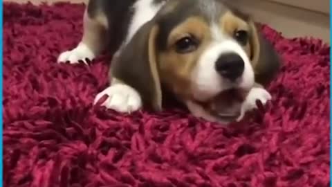 Cute Puppies Howling For the First Time