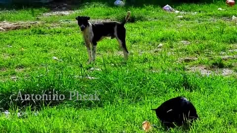 Black dogs meeting at countryside