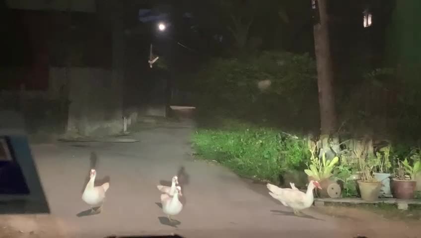 Ducks on the road