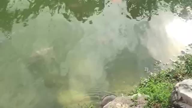 Beautiful Water lovers Fish