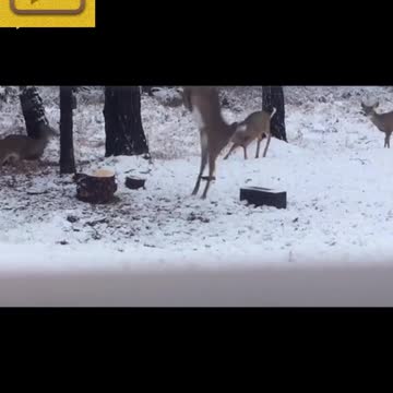 How is the stag and the squirrel showing both the dylok