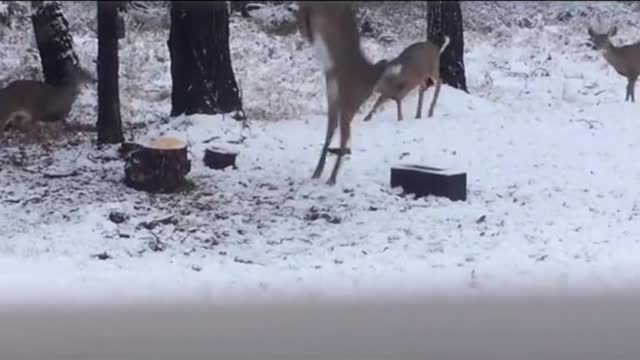 How is the stag and the squirrel showing both the dylok
