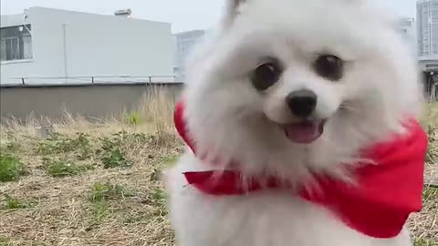 The superman spotted here#dog saving child#