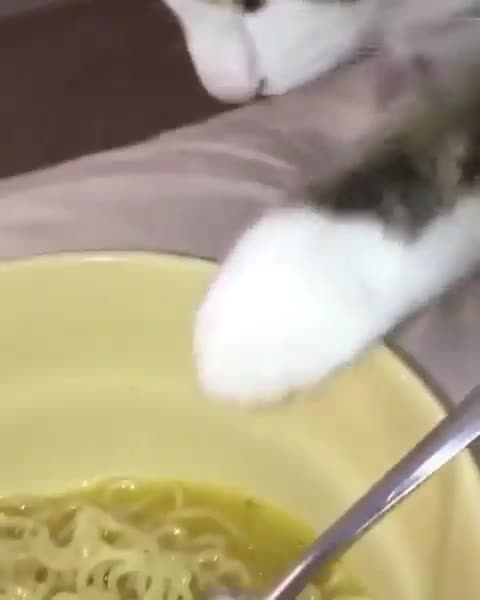 This cat wants to taste the noodles in the dish