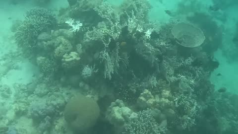 A Morning Snorkeling Adventure