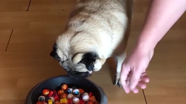 Pug is being played joke in the halloween day