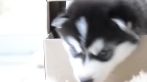 The best place to start a Alaskan Malamute is with a puppy