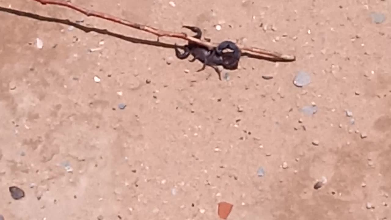 Real scorpion