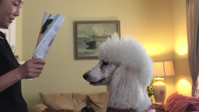 Snow Protecting Sammy