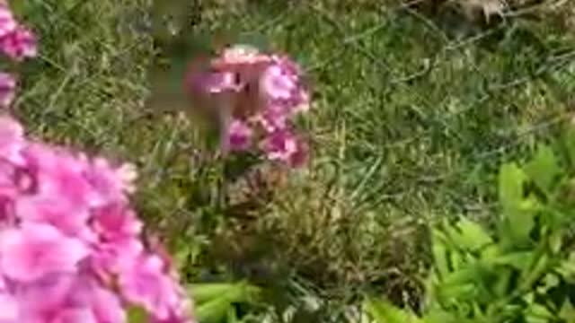 Butterfly Enjoying A Meal