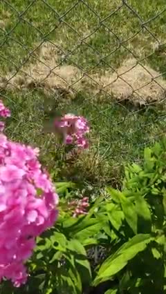 Butterfly Enjoying A Meal