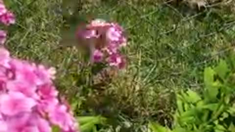 Butterfly Enjoying A Meal