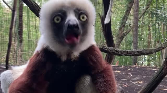 Some sifaka ASMR for your morning! ...