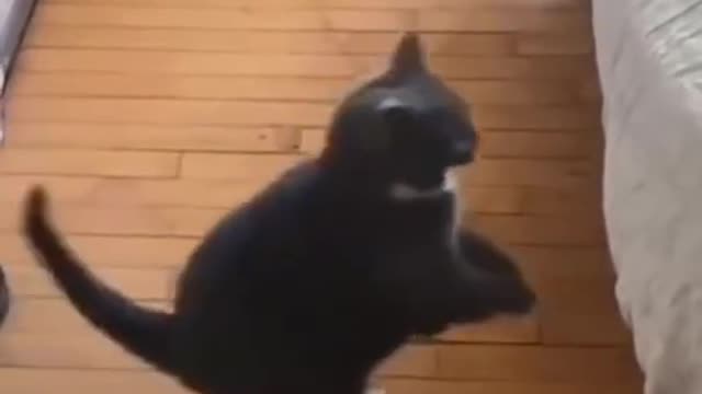 Best funny Cats and Dogs