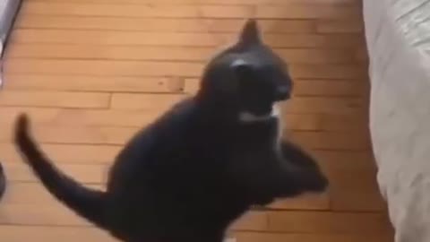 Best funny Cats and Dogs