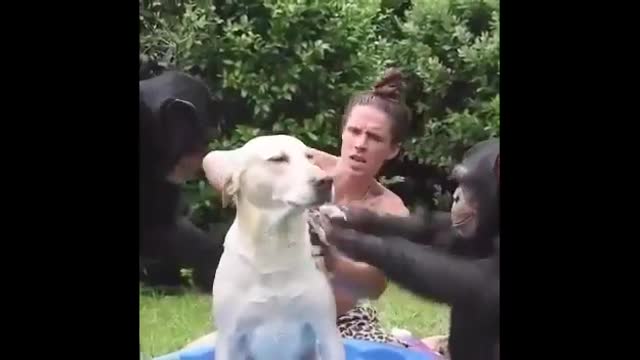 Check out these pets at its hilarious, try not to laugh challenge 😂😂